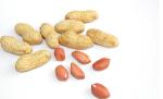 Peanut Protein Powder / Meal, 50% min.