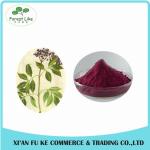 100% Natural Elderberry Extract Powder 10:1 20:1