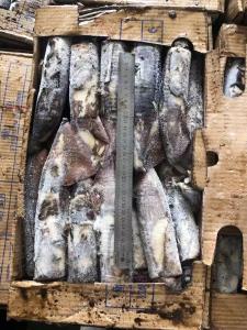 Quality Good Color Whole Round BQF Frozen Indian Squid 100 - 300g wholesale