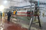 2000BPH Poultry Butchering Equipment SS 304 Automatic Chicken Slaughter Line