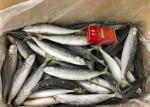 Pacific Mackerel High Protein 70g Frozen Round Scad