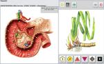 Original metatron 4025 hunter Hematology Russian Language Body Composition