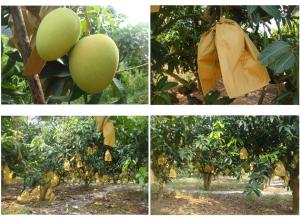Quality Mango protection paper bag wholesale