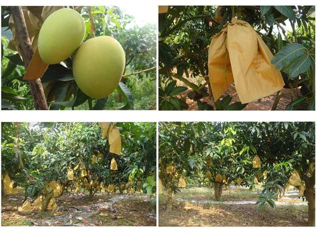 Mango protect paper bag