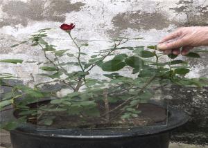 Quality Bulletproof Toughened Tempered Safety Glass Hollow Solid Acid Etched Glass wholesale
