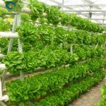 Easy Installation Customized Agricultural Greenhouses With LED Lighting