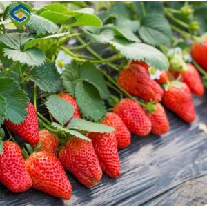 Quality Ultraviolet Proof Double Film Strawberry Green House Large Size wholesale