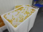 Food Grade Plastic Drying Trays With Holes Can Stack 800*500