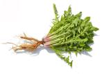 Water Soluble Organic Dandelion Root Herbal Extract Powder