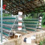 Nigeria Warehouse Premium And Deluxe Poultry Battery Cage System For Layer