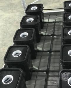 Quality Medical Plants High Yield Aeroponic Grow Boxes Pollution Free wholesale