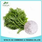 Hot Sale Low Price Cancer Treatment China Organic Fresh Artemisia Annua Extract