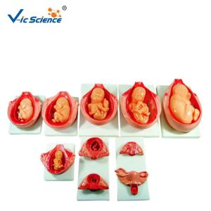 Quality Removable Fetus Human PVC Anatomical Medical Model wholesale