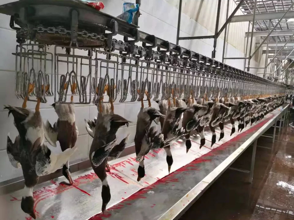 2480*1340*1480mm Poultry Slaughtering Line CE Certificate Chicken Feather Plucker
