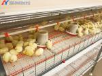 Chicken Raising Equipment Galvanized Steel H Type Poultry Cage Equipment For
