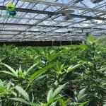 Automated Hemp Light Deprivation Greenhouse Interior Blackout Muti-span