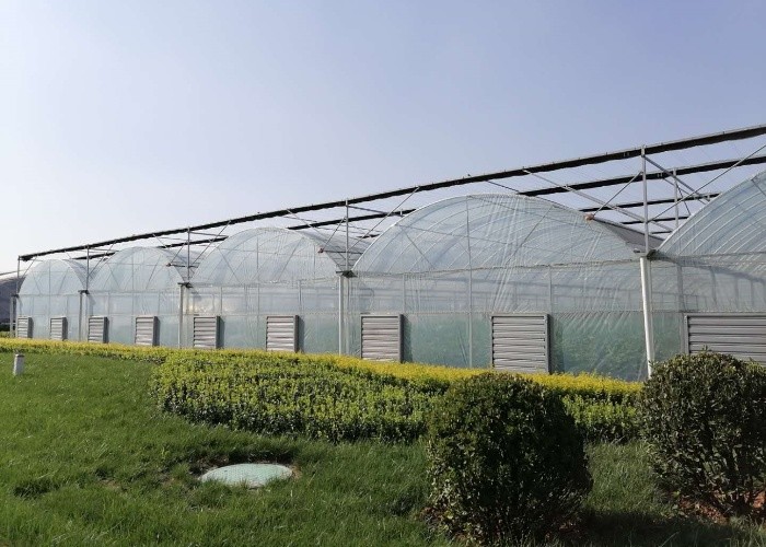 Multi Span Film Greenhouse Structure Commercial Frames Large Plants Growing