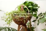 wicker basket manufacturer wicker garden basket willow plant baskets