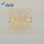 Natural Size Dental Study Models VIC-B2 24pcs Plastic Orthodontic Teeth Model