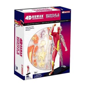 Quality Puzzle Muscle 4d Master Human Anatomy Doll 46 Parts Assembled wholesale