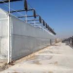 Multi Span Plastic Film Greenhouses for Vegetable Farming 50m Length Stable