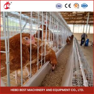 Quality Chicken Farm 1000 Birds Automated Battery Cage System Poultry 4 Cells For Chickens Star wholesale