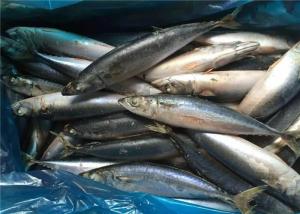 Quality Pacific 100g 140g BQF Fresh Frozen Mackerel For Hotel wholesale