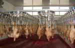 Poultry Bloodletting Conveying Line 200BPH - 10000BPH Capacity For Farms