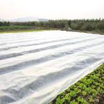 200Gsm Mulching Sheet For Agriculture