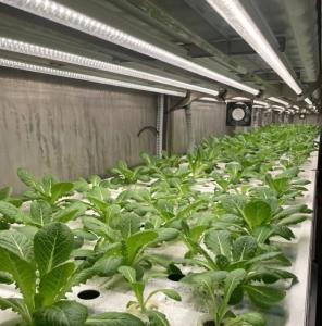 Quality Shipping Container Greenhouse for Growing Leafy Greens in 40HQ Reefer Container wholesale