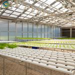 OEM Agricultural Hydroponic Green House With Top And Side Window Ventilation