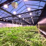Medical Plant Growing Fully Auto Greenhouse Led Grow Light 100% Automated Light