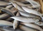 A Grade 50g-60g Pacific Mackerel Fresh Frozen Seafood