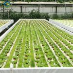 PVC Gutter Soilless Culture Hydroponic Lettuce Greenhouse Anti Corrosion