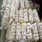 Pure White Flaovr Fresh Natural Garlic BRC 400Gx10/4KG