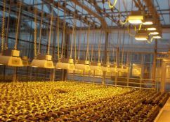Hydroponic Vertical Farming Container System 40FT Container Farm Greenhouse