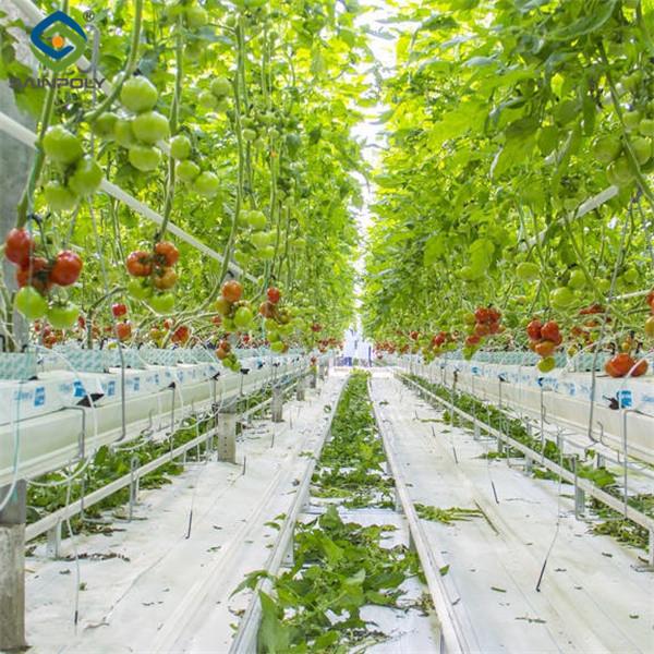Waterproof Indoor Tomato Greenhouse Business For Sale With Hydroponic System