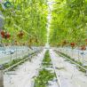 Buy cheap Waterproof Indoor Tomato Greenhouse Business For Sale With Hydroponic System from wholesalers