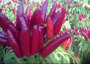 Round Red Chili Peppers Rich In Vitamin C