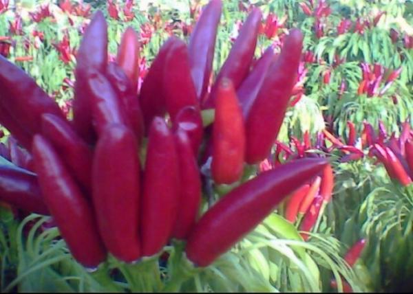 Cheap Round Red Chili Peppers Rich In Vitamin C for sale
