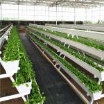 Strawberry Hydroponic Growing System Vertical Planting Cultivation PVC Gutter