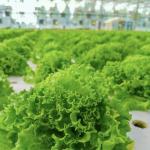 JX-A00172 Tunnel Greenhouse for Commercial Soilless Culture System of Strawberri