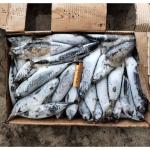 Whole Round 300-500g Sea Frozen Bonito Fish