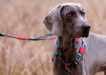 Watermelon Dog Collar And Leash Harness Reflective Dog Accessories