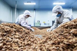 Quality Trimmed Palm Oil Crispy Fried Onion For Burgers wholesale