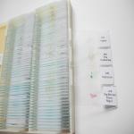 Medical Science Subject Human Organization 15pcs Human Skin Microscope Slide