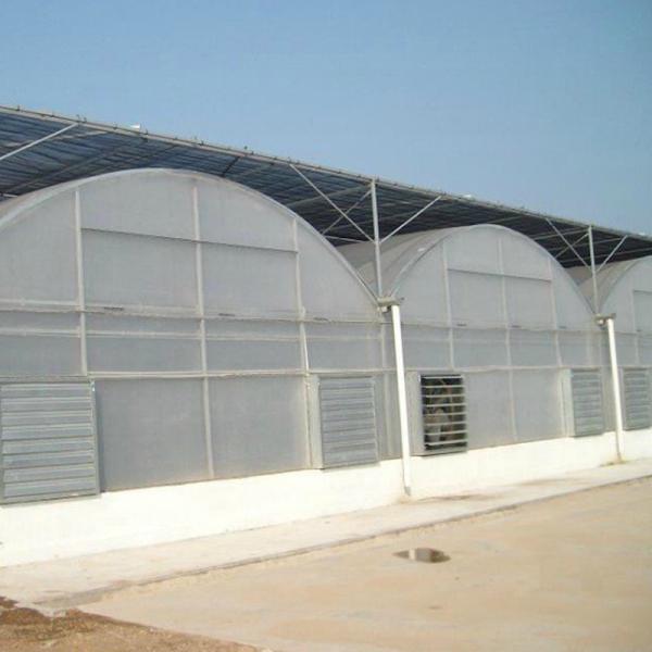 Multi Span Plastic Film Greenhouses for Vegetable Farming 50m Length Stable