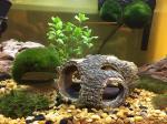 Eco Friendly Landscaping Glofish Tank Accessories