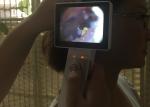 Clinical ENT Inspection Of Human Body Digital Video Otoscope With Color TFT LCD
