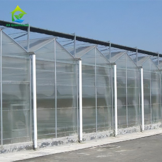 Multi-span Industrial Polycarbonate PC Sheet Tomato Fruit Hydroponic Greenhouse